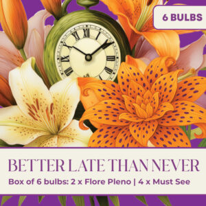 Better Late Than Never – Box of 6 Bulbs