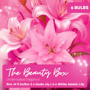 Beauty Box - Box of 6 Bulbs