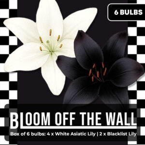 Bloom Off the Wall – Box of 6 Bulbs