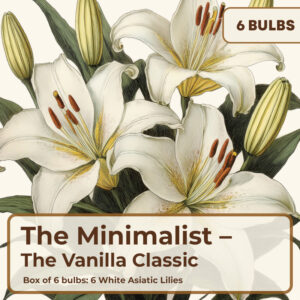 The Minimalist  - Box of 6 Bulbs