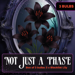 Not Just a Phase - Box of 3 Bulbs