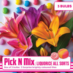 Pick N Mix - Box of 3 Bulbs