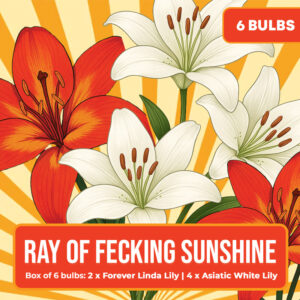 Ray of Fecking Sunshine - Box of 6 Bulbs
