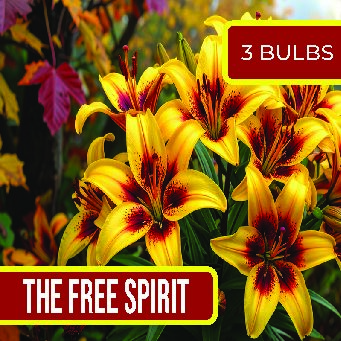 Free Spirit - Box of 3 Bulbs
