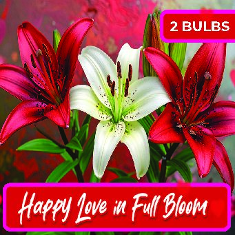 Happy Love in Full Bloom - Box of 2 Bulbs