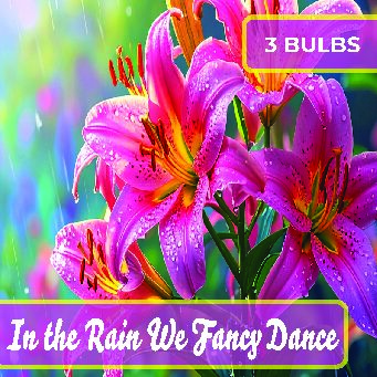 In the Rain We Fancy Dance- Box of 3 Bulbs