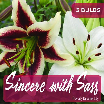 Sincere With Sass- Beverley Dreams -  Box of 3 Bulbs